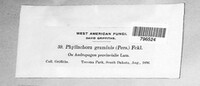 Phyllachora graminis image